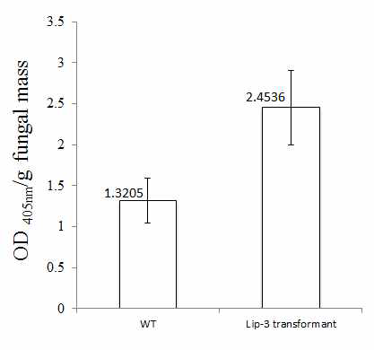 ERL836 wt과 lipase transformation 발현량 비교 분석