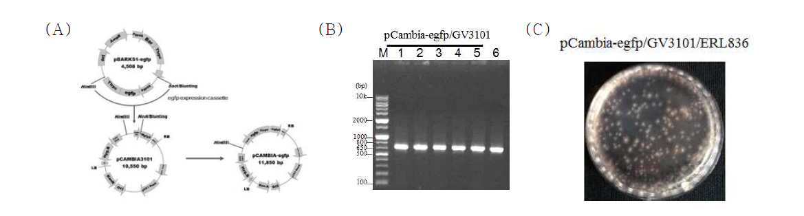 Beauveria bassiana ERL836를 이용한 AtMT와 Fungal transformation vector인 pCAMBIA-egfp의 제작. (A), pCAMBIA-egfp의 제작; (B), A. tumefaciens GV3101의 colony PCR; (C), hygromycin과 cefotaxim을 함유한 SDA배지에서 배양된 B. bassiana ERL836 transformant