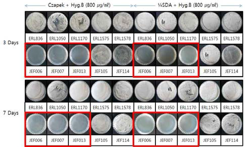 800ug/ml hygromycin이 함유된 배지에서 배양된 10종의 Beauveria bassiana strain의 3일, 7일 후 생육 조사