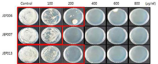 Hygromycin 농도별 Beauveria bassiana JEF006, 007, 013의 생육 조사