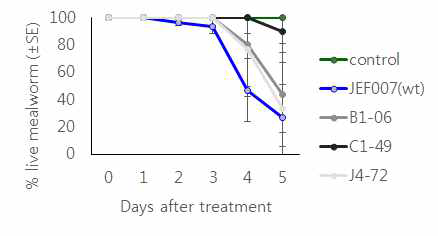 JEF007 wily type과 transformant의 밀웜에 대한 병원성
