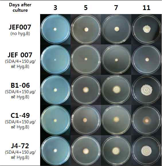 JEF007 wily type과 transformant의 3, 5, 7, 11일의 생육