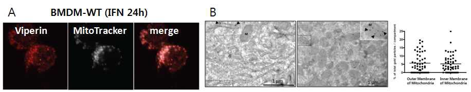 대식세포에서 IFN 자극에 의해 발현된 viperin의 미토콘드리아 위치화 확인