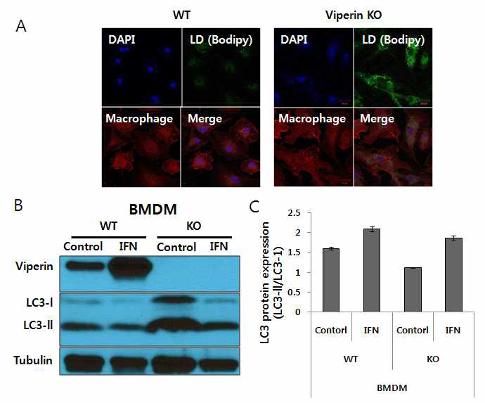 WT 대식세포의 viperin 발 현과 lipophagy 관련성 분석