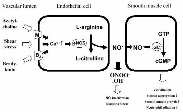 산화질소(nitric oxide: NO)의 생성 및 역할