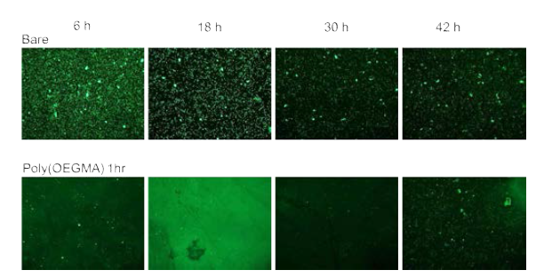 대조군과 poly(OEGMA)로 코팅된 기판들에서 시간에 따른 대장균 흡착 정도 변화