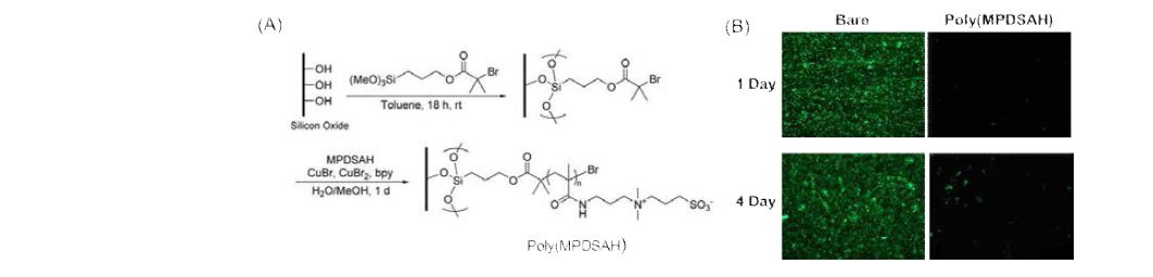 (A) MPDSAH를 실리콘/유리 기판으로부터 중합하기 위한 과정, (B) 대조군 및 poly(MPDSAH)로 개질된 표면에서 대장균의 흡착 정도 비교