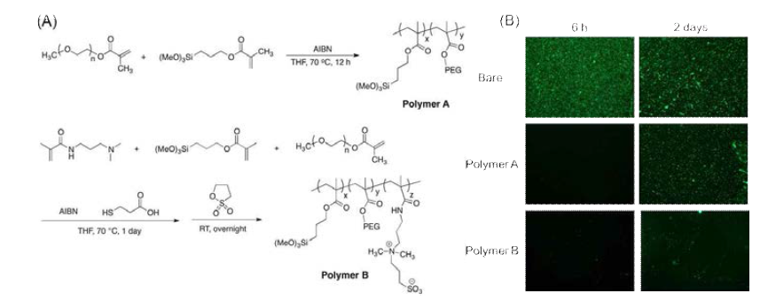 (A) 자기조립 단분자막을 형성하여 박테리아 세포의 표면 흡착을 억제하고자 합성한 고분자들, (B) 고분자 A와 B로 개질된 유리 기판에서의 대장균 흡착 정도