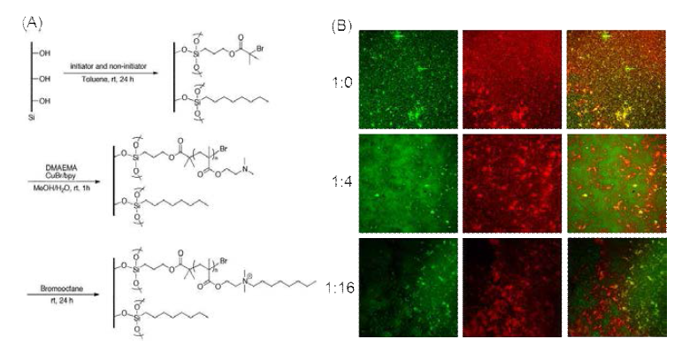 (A) 4차 암모늄 고분자의 표면 밀도 조절, (B) 실란 개시제와 알킬 실란의 혼합 몰 비율이 서로 다 른 표면들에서 4차 암모늄 고분자의 표면 밀도를 조절하여 항균성을 구현한 결과