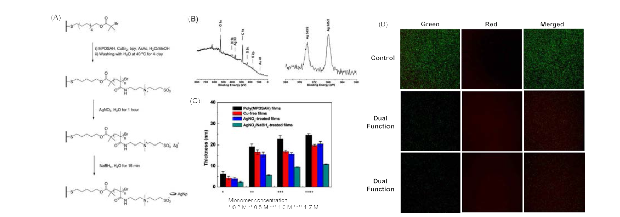 (A) 은 나노입자를 활용한 이중 기능성 표면의 개발과정, (B) X-선 광전자 분석 결과, (C) 농도 조건에 따른 고분자 박막 두께 결과, (D) 박테리아 실험 결과