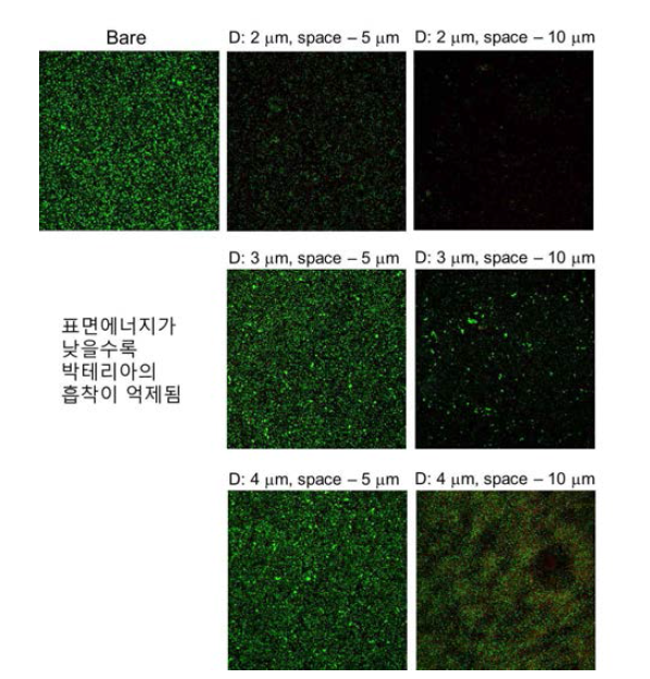 편평한 표면인 대조군(bare)과 제작한 마이크로 구조체에서의 대표적인 대장균 흡착 실험 결과