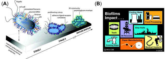 (A) 생물막 형성과정 (B) 생물막이 우리 일상생활에 미치는 영향