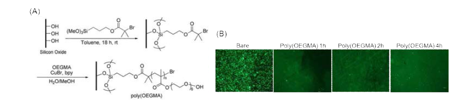 (A) poly(OEGMA)을 실리콘 옥사이드 표면으로부터 중합하는 과정, (B)화학적으로 개질되지 않은