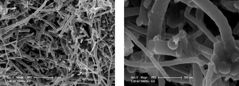 CNF (Carbon nano fiber)를 사용하여 합성한 Li2S의 SEM 이미지