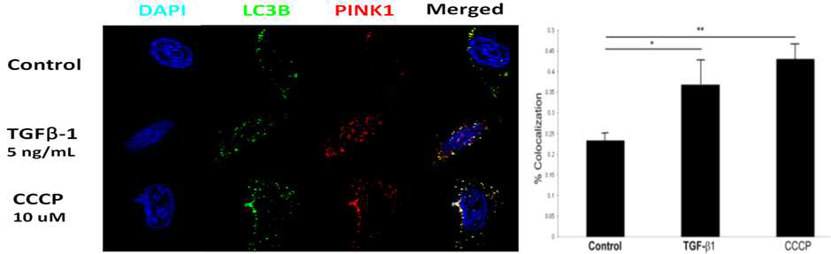 in vitro 모형(폐상피세포)에서의 TGF-β1 자극에 대한 PINK1, LC3b 의 발현