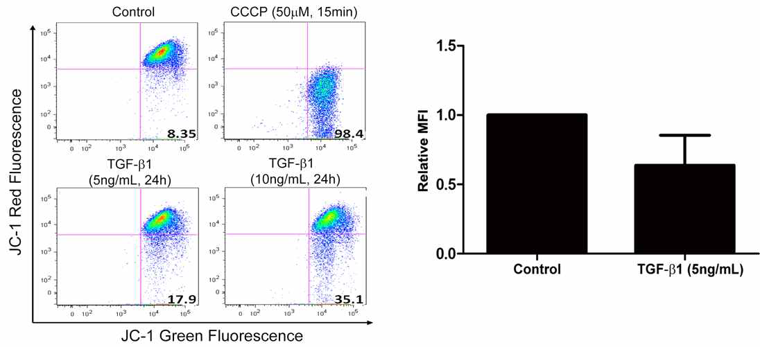 in vitro 모형에서(폐상피세포) TGF-β1 자극 후 mitochondrial depolarization 유도