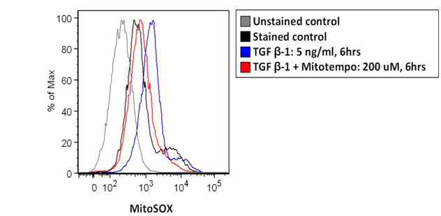 in vitro 모형에서(폐상피세포) TGF-β1 자극 후 mitochondrial ROS 유도
