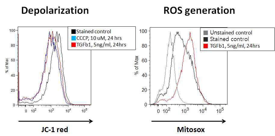 in vitro 모형에서(폐섬유아세포) TGFβ1 자극 후 mitochondrial depolarization 및 ROS 유도