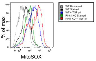 PINK1-/- 와 WT mice로부터 분리된 type II alveolar epithelial cell에서 TGF-β1 자극 후 mitochondrial ROS 유도