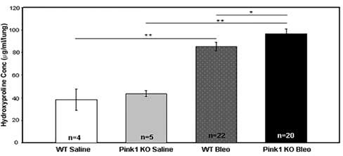 PINK1-/- 와 WT mice에서 bleomycine에 의한 Hydroyproline양 변화 측정