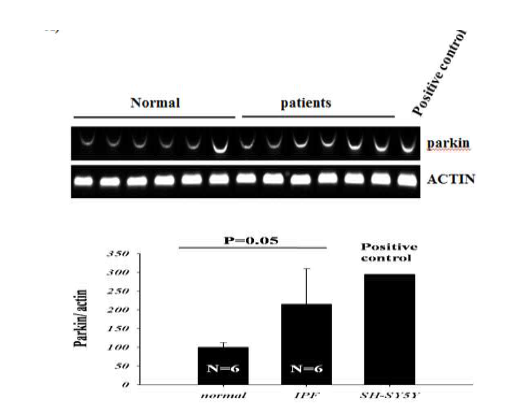 폐조직의 Parkin mRNA levels