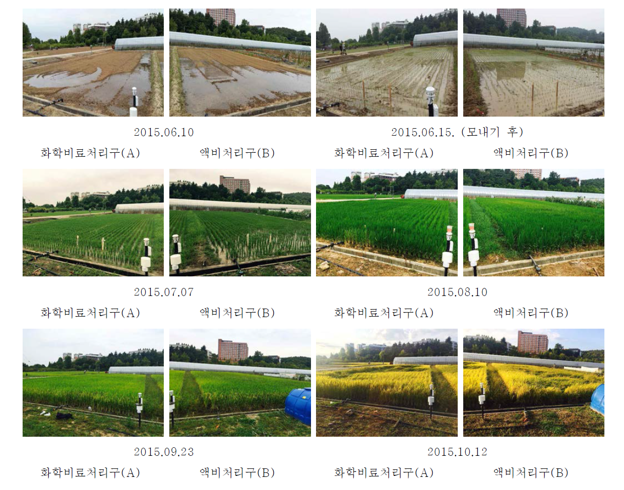The view of agricultural activities at each treatment during 2015 cropping season