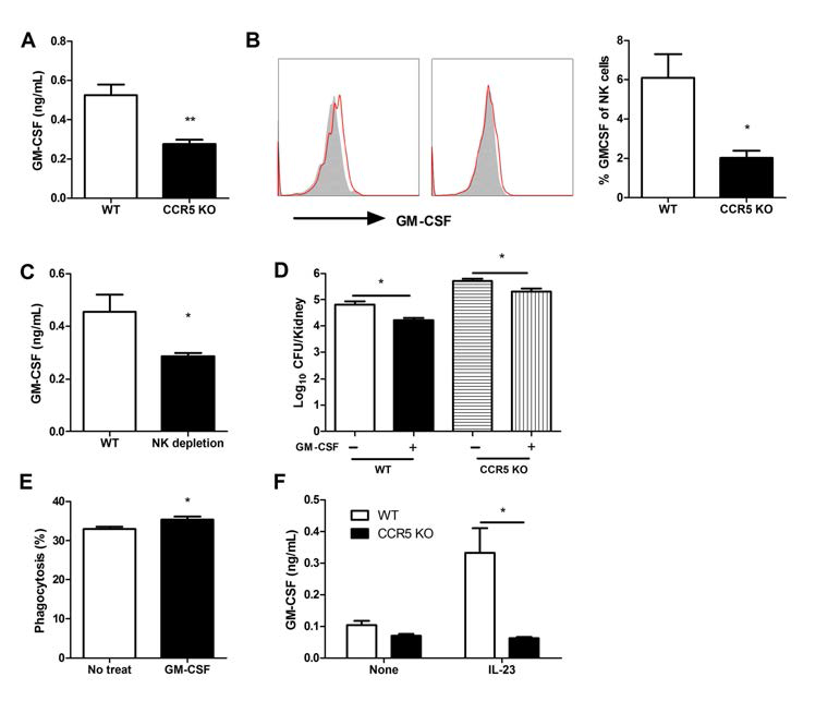 DC-IL-23-NK cell- GM-CSF- neutrophil phagocytosis anti-C. albicans 저항성 축. A) CCR5 KO 생쥐의 신장에서 GM-CSF 분비 감소. B) NK 세포의 GM-CSF 생산에 대한 FACS 분석. C) NK 세포의 제거는 GM-CSF 분비를 감소시킴. D) GM-CSF 주입은 C. albicans 제거를 증가시킴. E) 시험관 호중구 포 식시험. F) IL-23을 주입해도 CCR5 KO 생쥐는 GM-CSF 분비를 증가시키지 못함