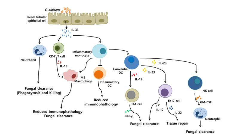 A schematic diagram demonstrating the functions of IL-33 in C. albicans infection