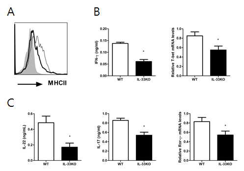C. albicans에 감염된 IL-33 KO 생쥐는 신장에서 DC 분화의 이상을 보임. A) 감염 3일 후 신장에서 MHC Class II 발현 측정 (thick line: IL-33 KO; thin line: WT). B, C) 감염 3일 후 신장에서 Th1와 Th17 분화의 효율이 감소함