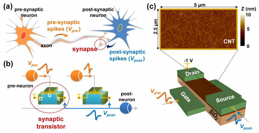 (a) 시냅스와 뉴런의 연결을 나타내는 그림, (b) 시냅스와 뉴런을 포함한 기본적인 neuromorphic 구성, (c) 시냅스로 사용될 탄소나노튜브 기반의 3단자 반도체 소자