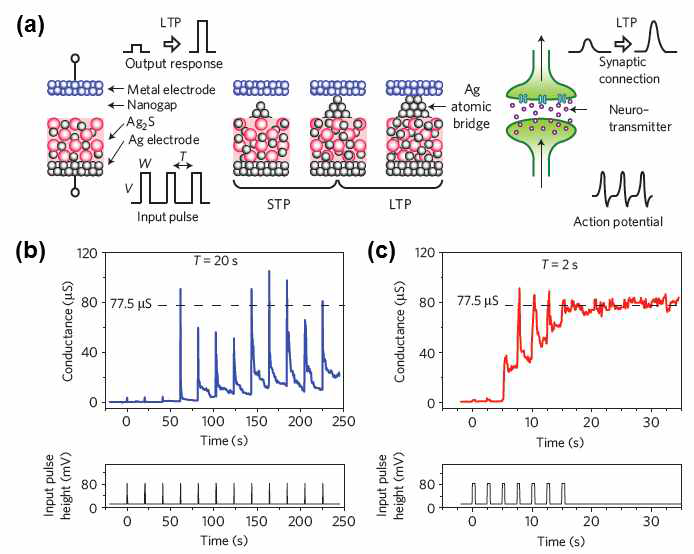 (a) Ag2S를 사용한 neuromorphic 소자에서 STP와 LTP가 나타나는 원인과 메커니즘, (b) STP 특성, (c) LTP 특성