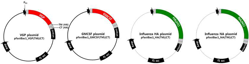 면역조절활성분자(GMCSF, CVGP)와 인플루엔자 바이러스 항원(HA, NA)을 발현하는 VLP백신 제작용 플라스미드의 구조