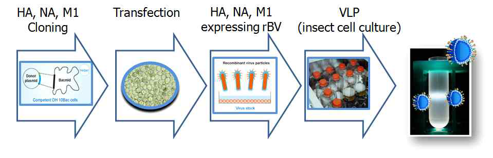 곤충세포와 baculovirus expression 시스템을 이용한 VLP 제작과정