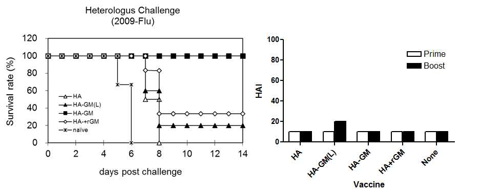 면역조절분자를 발현하는 HA-GMCSF VLP 백신에 의한 방어면역 확인