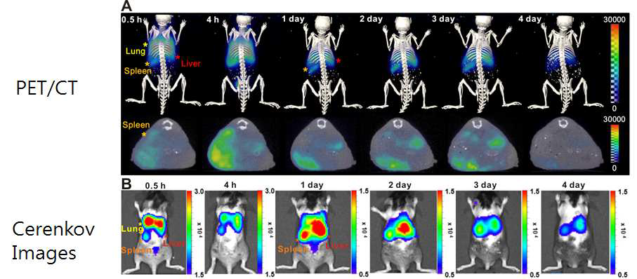 PET, CT 신호 증폭 나노입자의 마우스 내 분포 결과
