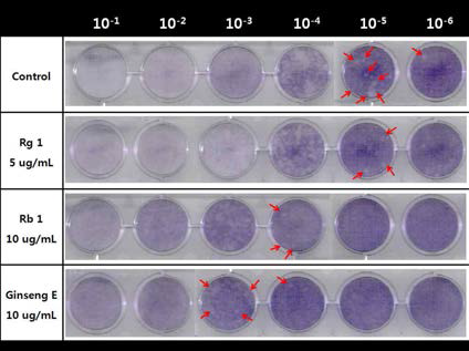 홍삼추출물, ginsenoside Rb1, Rg1처리 에 따른 A형 간염바이러스의 항바이러스 효능