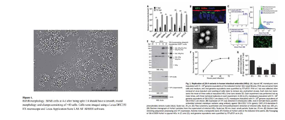 B-cell 및 사람 장세포의 enterocyte를 이용한 노로바이러스 배양법