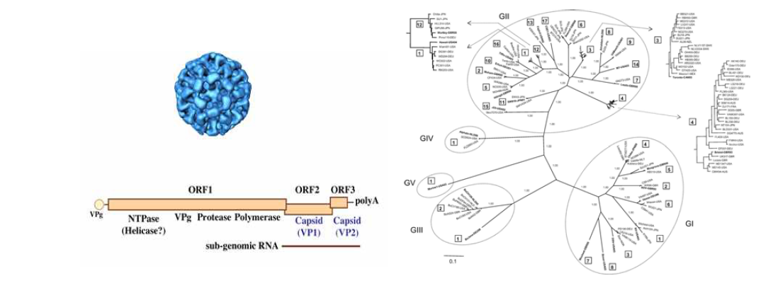 노로바이러스 genomic structure 및 genogroup