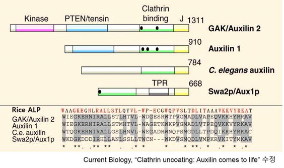 XB21 is Auxilin-like protein containing DnaJ domain. (A) The domain arrangement of human GAK/Auxilin; bovine auxilin ; C. elegans auxilin and yeast Swa2p/Aux1p are shown with the kinase, PTEN/tensin, clathrin-binding and DnaJ (J) regions indicated. The TPR domain is only found in yeast auxilin, and all but the worm auxilin contain 'DPF' AP-2-binding motifs (black dots). (B) Alignment of carboxy-terminal DnaJ domains from XB21 and the four sequences indicated above. Asterisks and periods underneath indicate identities and conserved residues, respectively