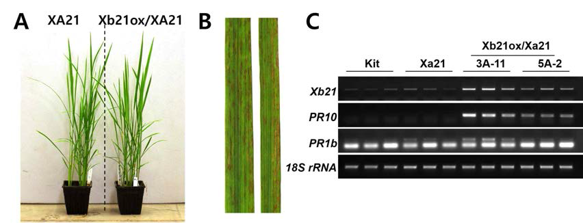 Xb21 overexpressing rice plants in Xa21 background (Xb21ox/XA21, T2) display spontaneous cell deaths. (A) Phenotype of the 5-week-old XA21 control and the Xb21ox/XA21. (B) Typical leaves from 6-week-old Xb21ox/XA21. (C) Xb21 is overexpressed in Xb21ox/XA21. Total RNA was extracted from Kitaake control plant, Nat promoter XA21 (Xa21), and Xb21ox/XA21. RT-PCR was performed with the specific primers designed from Xb21UTR. Control RT-PCR reactions were carried out with EF1á and 18S rRNA