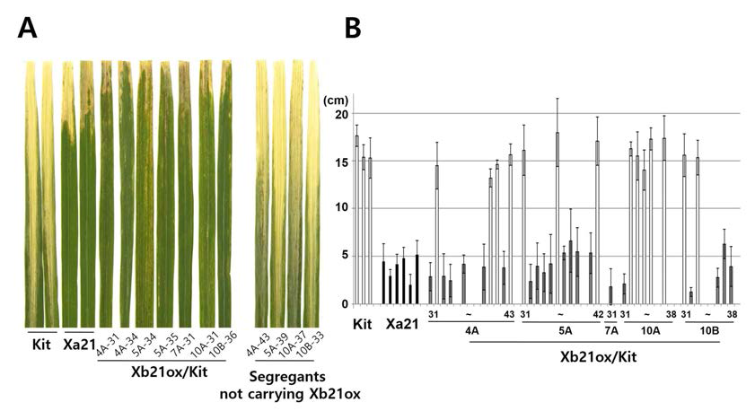 Kitaake plants overexpressing Xb21 in the absence of Xa21 (Xb21ox/Kit) displayed robust resistance to Xoo (A) Rice plants overexpressing Xb21 display significant resistance to Xoo. Lesion lengths of Xoo-inoculated rice plants, Kitaake control (Kit), and Xb21ox/Kit. (B) Lesion lengths of rice plants, Kitaake control (Kit), and Xb21ox/Kit 14 days after inoculation. Transgenic Xb21ox/Kit plants (gray) and non-transgenic plants (white) are decided by PCR with Xb21ox-specific primers
