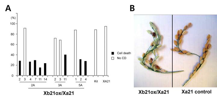 Cell deaths caused by Xb21ox result in decreased seed numbers. (A) Percent of seed numbers of panicles from Kitaake (Kit), Xa21 control, and Xb21ox/Xa21 is calculated. (B) Image of panicles from Xb21ox/XA21 and XA21 plants