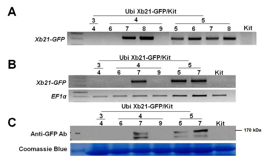 Transgenic rice plants (Ubi Xb21-GFP/Kit ) overexpressing C-terminal green fluorescent protein-tagged Xb21 (Xb21-GFP) are generated. (A) Genotyping result by PCR using specific primers for Xb21-GFP. (B) Transgene Xb21-GFP is overexpressed in all transgenic plants (4-7, 5-5, and 5-7) of Ubi Xb21-GFP/Kit. RT-PCR was performed with primers specific to Xb21-GFP. Control RT-PCR reactions were carried out with EF1α rRNA. (C) XB21 protein tagged with GFP was highly accumulated in all transgenic plants (4-7, 5-5, and 5-7) of Ubi Xb21-GFP/Kit. XB21-GFP was detected by anti-GFP antibody