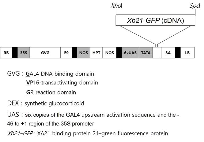 The pTA7002-Xb21-GFP dexamethasone (DEX)-inducible construct is generated for conditional overexpression. RB, right border; 35S, cauliflower mosaic virus 35S promoter; E9, poly(A) addiction sequence of the ribulose bisphosphate carboxlase small submit (rbcS-E9); NOS-P, nopaline synthase promoter; NOS-T, nopaline synthase terminator; 3A, poly(A) addiction sequence of the pea rbcS-3A; LB, left border