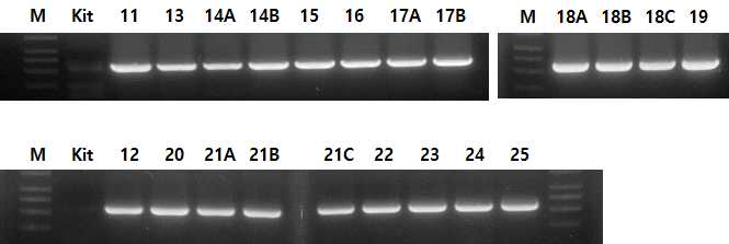 IP Xb21-GFP/Kit transgenic plants의 gennotyping