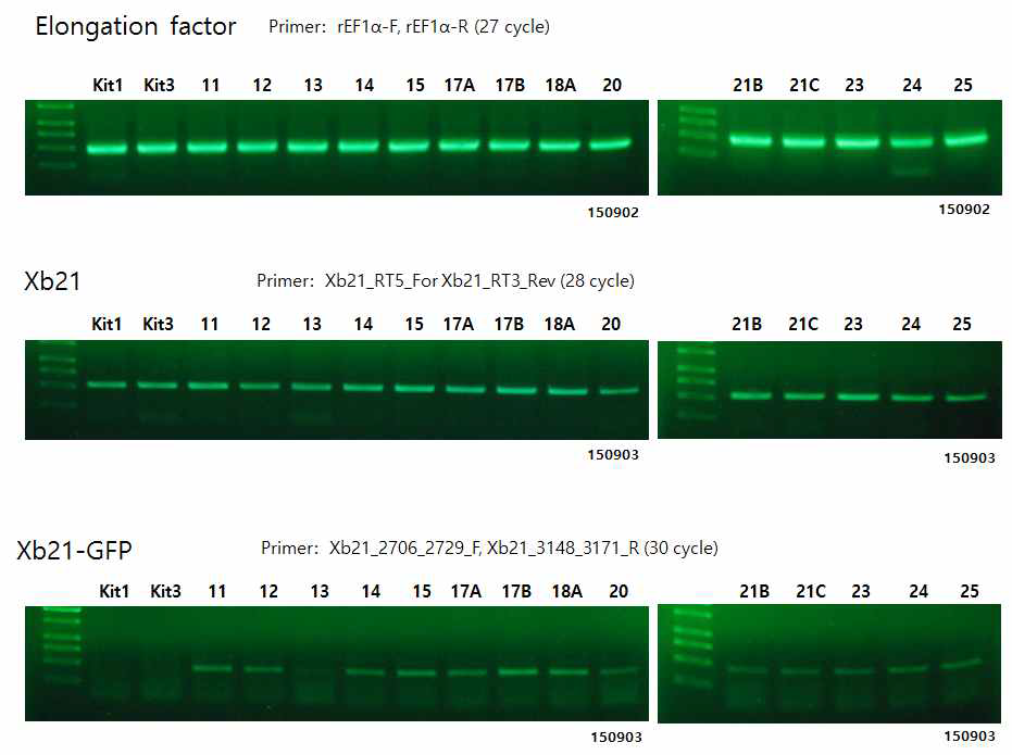 RT-PCR을 이용한 IP XB21-GFP/Kit lines에서의 Xb21-GFP 발현양 expression 조사