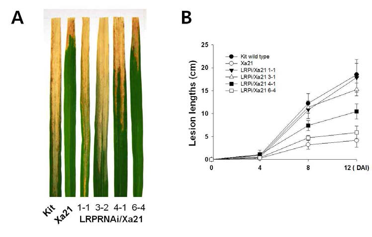 XB21 binding protein, LRP, is also involved in the XA21-mediated resistance. (A) Rice plants silencing XB21 binding protein LRP (LRPRNAi/XA21) compromised XA21-mediated resistance to Xoo. Lesion lengths of Xoo-inoculated rice plants, Kitaake control (Kit), and LRPRNAi/XA21. (B) Plots of Xoo populations over 12 days in Kitaake control (Kit), Native promoter XA21 (XA21), and LRPRNAi/XA21) plants. For each time point, the bacterial populations were separately determined for three leaves. Capped, vertical bars represent standard deviation of values (cfu/leaf) from three samples