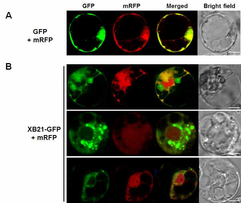 XB21-GFP is mainly localized to the cytoplasm and the plasma membrane in rice protoplasts. In planta subcellular localization of GFP (A) and XB21-GFP (B) were determined using confocal microscopy. Intact rice protoplast cells transformed with PEG-mediated transformation method with GFP and mRFP constructs (A) or with XB21-GFP and mRFP (B), respectively, were imaged with a Leica confocal microscope equipped with a 63×oil immersion lens [numerical aperture, 1.43]. White scale bars in bright field images correspond to 10 μm