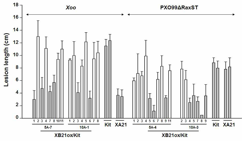 Overexpression of XB21 in Kitaake wild type plants (XB21ox/Kit, T2)displaysresistanttoavirulentstrainofXoo. Kitaake plants overexpressing XB21 (XB21ox/Kit T2 lines, progeny from 5A-4, 5A-7, 10A-1, and 10A-3), Kitaake wild type (Kit), and transgenic rice carrying XA21 under the control of its native promoter (XA21, 23A-1-14) were inoculated with Xoo or PXO99ΔRaxST. Lesion lengths of each plant were measured 12 days after inoculation. The error bars represent standard error of two to five leaves from each plant. Gray bar, progeny carrying XB21ox construct in XB21ox/Kit plants; White bar, progeny not carrying XB21ox construct