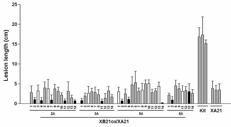 Some progeny from XB21 overexpressing XA21 transgenic plants (XB21ox/XA21) display cell deaths and enhanced resistance to Xoo. Lesion lengths measured 12 days after inoculation from XA21 plants overexpressing XB21 (XB21ox/Kit T1) (progeny from 2A, 3A, 5A, and6A), XA21 transgenic plants (23A-1-14), and Kitaake wild type plants. The error bars represent standard error of at least three leaves from each plant. Gray bar, progeny carrying XB21ox construct in the absence of cell death; Black bar, progeny carrying XB21ox construct in the presence of cell death; White bar, progeny not carrying XB21ox construct
